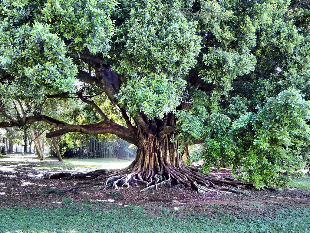 Jardín Botánico