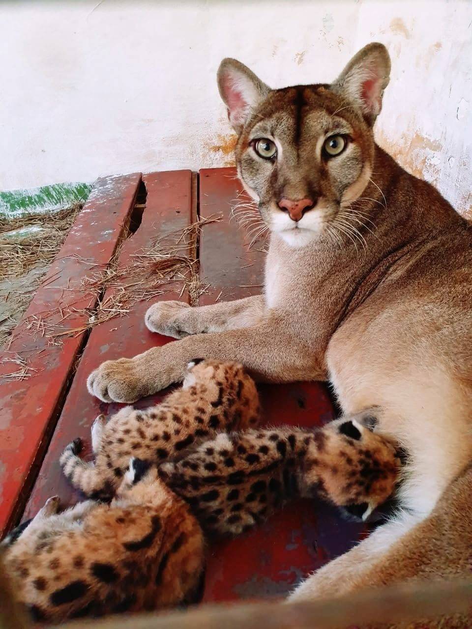 Mini Zoo del Juan XXIII
