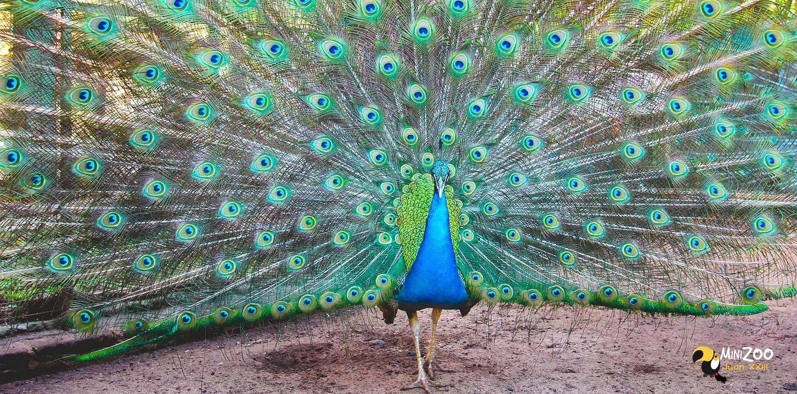 Mini Zoo del Juan XXIII